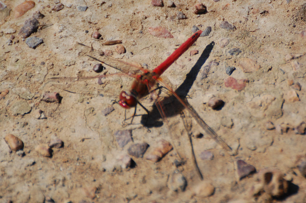 Libellula dal Sud Africa:  Sympetrum fonscolombii